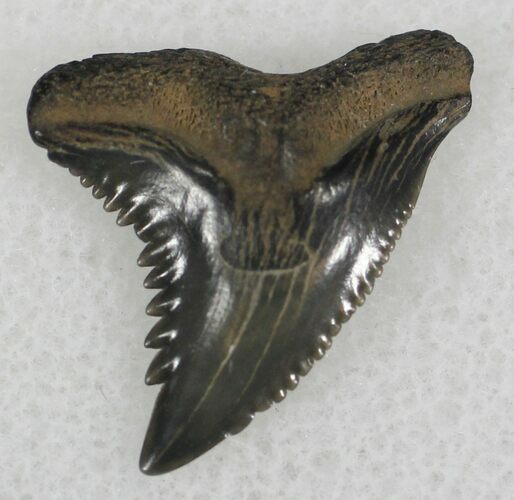 Hemipristis Shark Tooth - South Carolina #25333